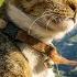 Music For Cats Good Sleep Music And Stress Relief Music For Cats Music That Cats Like