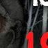 100 MEN VS 1 GORILLA HORROR STORIES ANIMATED