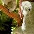 Koala Sound Baby Koala Koala Bear Mom Koala Noise Australian Animal Sounds Koalas