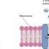 Electrophysiology Of Estim Part 1