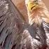 How Will Rescuers Save This Eagle Dodo Kids Rescued