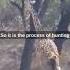 Lion Lion Motivation Shorts Challenge Subscribe Inspiration Viral Red Pill Change Mindset
