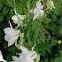 White Bells In The Garden Білі дзвіночки в саду Shorts