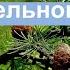 Урок Род имени прилагательного Русский язык 3 класс учусьсам