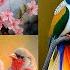 Beautiful Birds Dp Photo Birds Images Birds Wallpapers Birds Love Dpz Birds Birdsdpzanimal