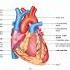 Part Name Of Heart Gk Trending Generalknowledge State Love Heart Gs Status Gkquiz Reels