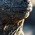 The Marine Iguana A Perfect Planet BBC Earth