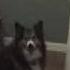 Satisfaction Starring My Dog