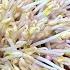 How To Sprout Mung Beans Done Right And Perfect Every Time 發綠豆芽