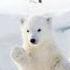 Animal Sounds Polar Bear