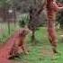 Tiger Jumps To Catch Meat Filmed In Slow Motion Animals Tigers Slowmotion Rescue