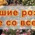 Лучшие розы собраны со всего света Наслаждайтесь просмотром