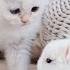 White Kitten And White Tiny Bunnies