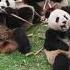 Shorts Cat Funny Cute Very Panda Anmol