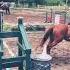 This Jump Tho Fyp Viral Equestrian Horses Mare Painthorse Jumping Cute