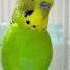 Happy Budgie Sounds Budgielife Parakeet Shorts