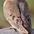 Mourning Dove Song