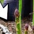 You Re Killing Your Asparagus If You Do This 5 MISTAKES You Can T Afford To Make Growing Asparagus