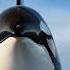 8 Marine Creatures Even Orcas Fear Ranked List