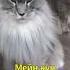 Мейн куны плюсы и минусы