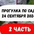 Прогулка по саду 24 сентября 2024 г 2 часть Обзор хвойных растений