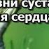 Сосновые шишки от инсульта болезни суставов заболевания сердца и сосудов