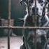AFriend Behind The Cage Trending Shorts Pets Story Inspiration Friendship Dogs Music