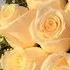 Белые розы на английском White Roses