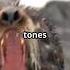 The Bearded Seal The Ice S Chonky Singer Seal Animals Wildlife Shorts Short Trending