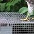 Lochin Uchun Qopqon Accipiter On The Sparrow Trap HD