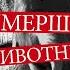 10 самых любопытных ВЫМЕРШИХ ЖИВОТНЫХ В МИРЕ ИСЧЕЗНУВШИЕ ВИДЫ Черная книга Удивительное рядом