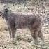 Two Lynx In Ontario Have Intense Conversation