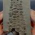 Here S An Outstanding Example Of An Ichthyosaur Paddle Roughly 180 Million Years Old