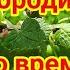 Подкормка черной смородины во время формирования ягод