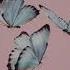 Butterflies Kacey Musgraves Slowed Pitched