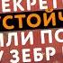 Секреты стресс устойчивости или почему у зебр не бывает инфарктов