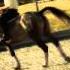 What We Never Had Before Sidesaddle And Dressage