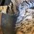 КОШАЧИЙ РЭП CAT RAP Cat Funnycat кошки котики