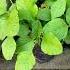 Amaranth Plant From Seeds