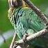 Curica Urubu Pyrilia Vulturina Vulturine Parrot