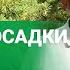 НЕ САЖАЙТЕ ХВОЙНЫЕ ПОКА НЕ ПОСМОТРИТЕ ЭТО ВИДЕО Правила которые нужно знать КАЖДОМУ