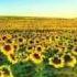 Gerardo Boscarino Sunflowers De Ushuaia Bulgarian Folk Mix