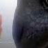 I See My Reflection In Your Eyes Httyd Hiccup Nightfury Shorts