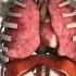 Heart Lungs And Diaphragm Functioning In Human Body Anatomy And Physiology