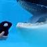 Little Girl S Orca Meets The Real Thing Killer Whale Up Close Tour At SeaWorld Orlando