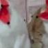 Коты один спит другой поёт