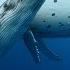 Underwater Journey With The Humpback Whale 4K Calming Music Study Sleep Relax SeaLegacy