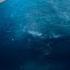 Мегалодон напал на подводную базу Мег Монстр глубины 2018 Момент из фильма