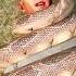 How A Snake Could Choke A Human