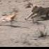 Young Lion S Heart Pounding Chase Of Impala Antelope